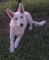 Snow white , a female German Shepherd Dog for sale in Morrilton, AR – 2 of 4