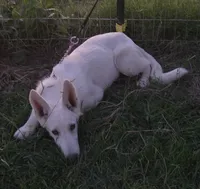 Snow white , a female German Shepherd Dog for sale in Morrilton, AR – 3 of 4