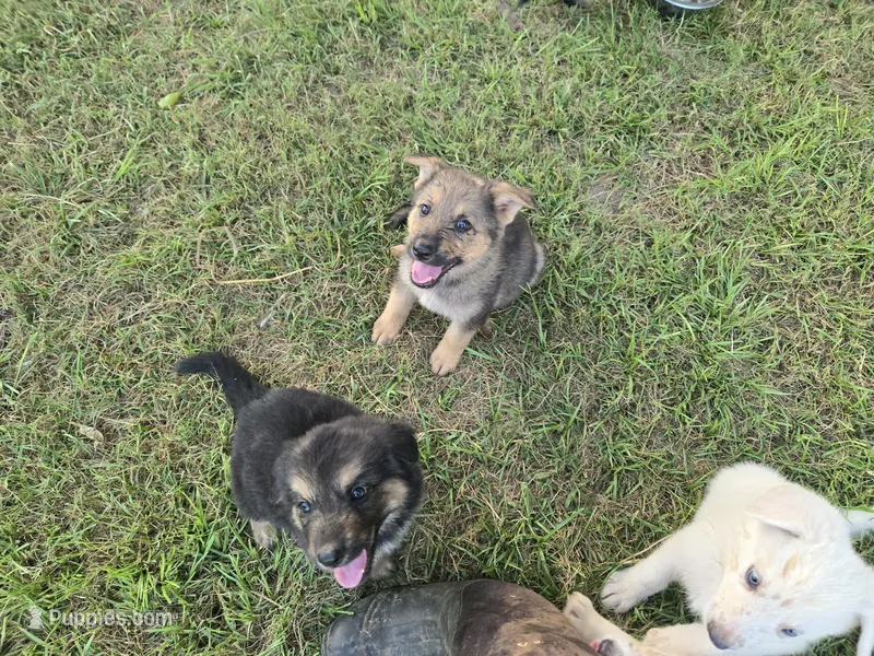 Truffle  – German Shepherd Dog puppy for sale in Morrilton, AR