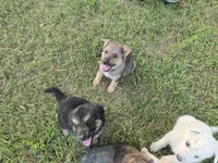 Truffle , a female German Shepherd Dog for sale in Morrilton, AR – 1 of 1