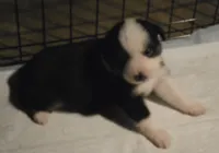 Gentleman, a male Toy Australian Shepherd for sale in Morrilton, AR – 2 of 3