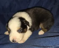 Gentleman, a male Toy Australian Shepherd for sale in Morrilton, AR – 2 of 4