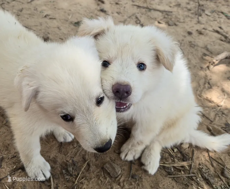 Snow – German Shepherd Dog puppy for sale in Morrilton, AR