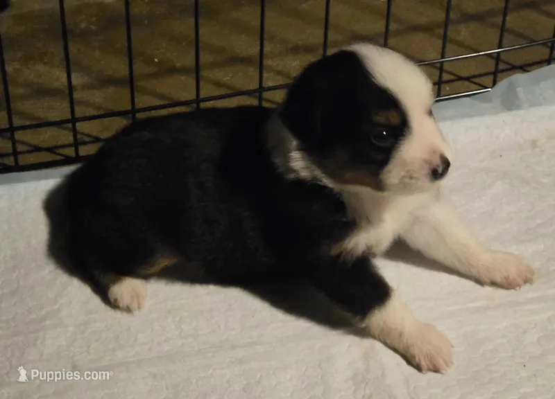 Gentleman – Toy Australian Shepherd puppy for sale in Morrilton, AR