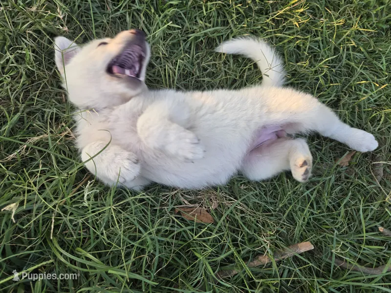 Purple girl  – German Shepherd Dog puppy for sale in Morrilton, AR