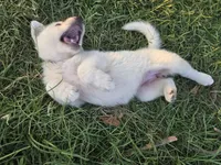 Purple girl , a female German Shepherd Dog for sale in Morrilton, AR – 1 of 1