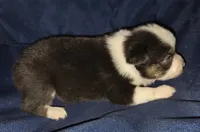 Rock, a male Toy Australian Shepherd for sale in Morrilton, AR – 2 of 2