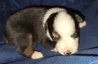 Gentleman, a male Toy Australian Shepherd for sale in Morrilton, AR – 4 of 4