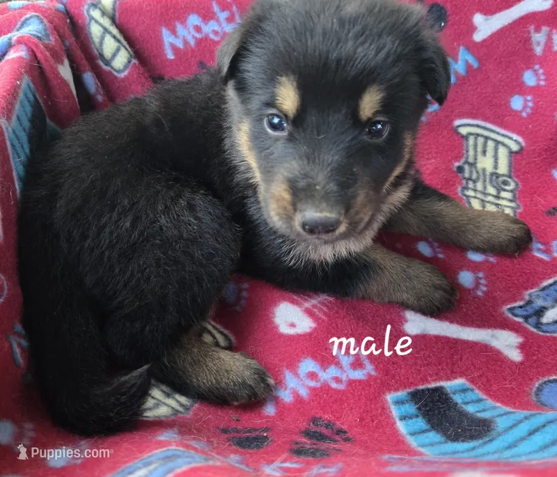 Junior  – German Shepherd Dog puppy for sale in Morrilton, AR