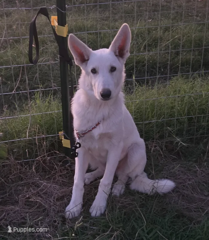 Snow white  – German Shepherd Dog puppy for sale in Morrilton, AR