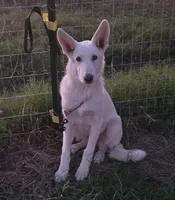 Snow white , a female German Shepherd Dog for sale in Morrilton, AR – 1 of 4