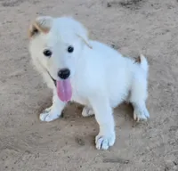 Bixy, a female German Shepherd Dog for sale in Morrilton, AR – 2 of 2