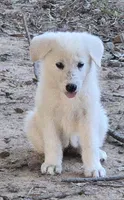 Snow, a female German Shepherd Dog for sale in Morrilton, AR – 2 of 2