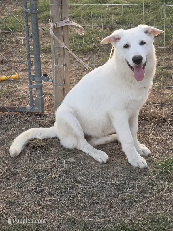Sassy – German Shepherd Dog puppy for sale in Morrilton, AR