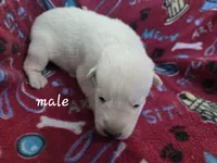 Bolt Jr, a male German Shepherd Dog for sale in Morrilton, AR – 2 of 2