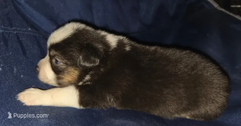 Rock – Toy Australian Shepherd puppy for sale in Morrilton, AR
