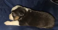 Rock, a male Toy Australian Shepherd for sale in Morrilton, AR – 1 of 2