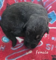 Missy, a female German Shepherd Dog for sale in Morrilton, AR – 2 of 2