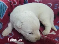 Snow, a female German Shepherd Dog for sale in Morrilton, AR – 3 of 3