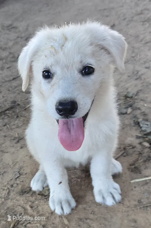 Ice – German Shepherd Dog puppy for sale in Morrilton, AR