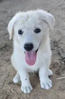 Ice, a female German Shepherd Dog for sale in Morrilton, AR – 1 of 3