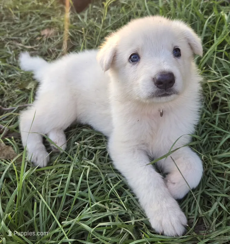Pink girl – German Shepherd Dog puppy for sale in Morrilton, AR