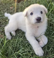 Pink girl, a female German Shepherd Dog for sale in Morrilton, AR – 1 of 1