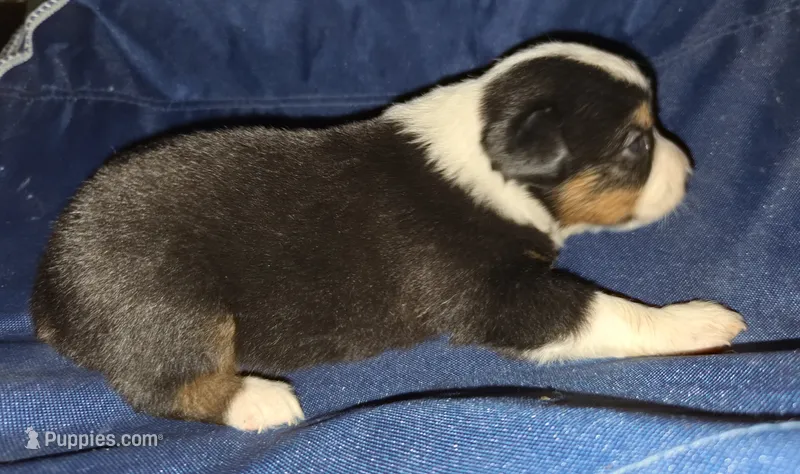 Gentleman – Toy Australian Shepherd puppy for sale in Morrilton, AR