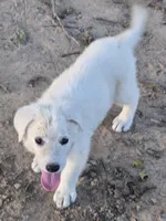Ice, a female German Shepherd Dog for sale in Morrilton, AR – 2 of 3