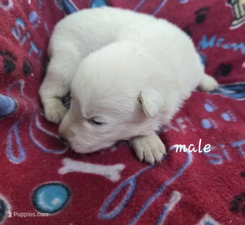 Bolt Jr – German Shepherd Dog puppy for sale in Morrilton, AR