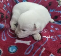 Bolt Jr, a male German Shepherd Dog for sale in Morrilton, AR – 1 of 2
