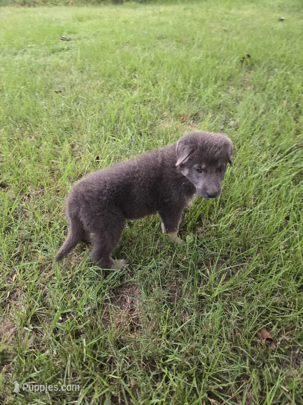 Sapphire  – German Shepherd Dog puppy for sale in Morrilton, AR