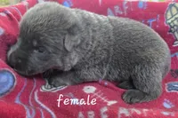 Sapphire , a female German Shepherd Dog for sale in Morrilton, AR – 1 of 3