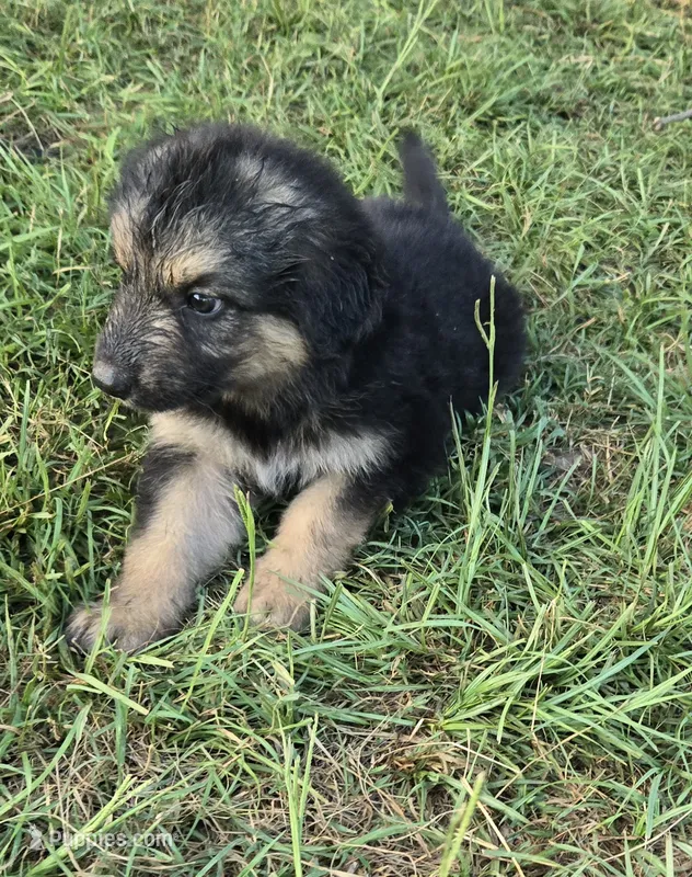 Truffle  – German Shepherd Dog puppy for sale in Morrilton, AR