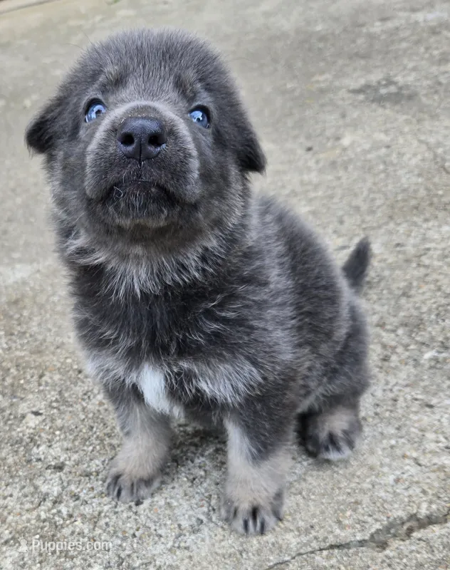 Sapphire  – German Shepherd Dog puppy for sale in Morrilton, AR