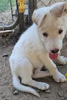 Fefe, a female German Shepherd Dog for sale in Morrilton, AR – 2 of 2