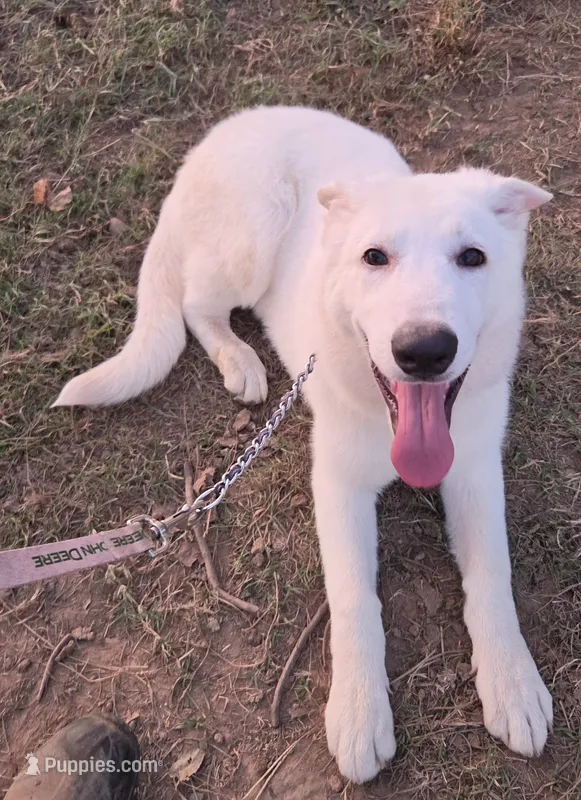 Bixy – German Shepherd Dog puppy for sale in Morrilton, AR