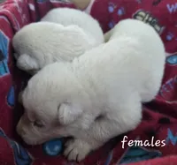 Snow, a female German Shepherd Dog for sale in Morrilton, AR – 2 of 3