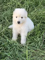 Moon jr , a female German Shepherd Dog for sale in Morrilton, AR – 2 of 2