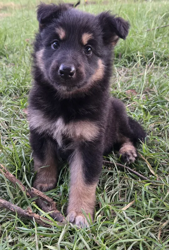 Pixy – German Shepherd Dog puppy for sale in Morrilton, AR