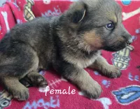 Sasha , a female German Shepherd Dog for sale in Morrilton, AR – 2 of 2