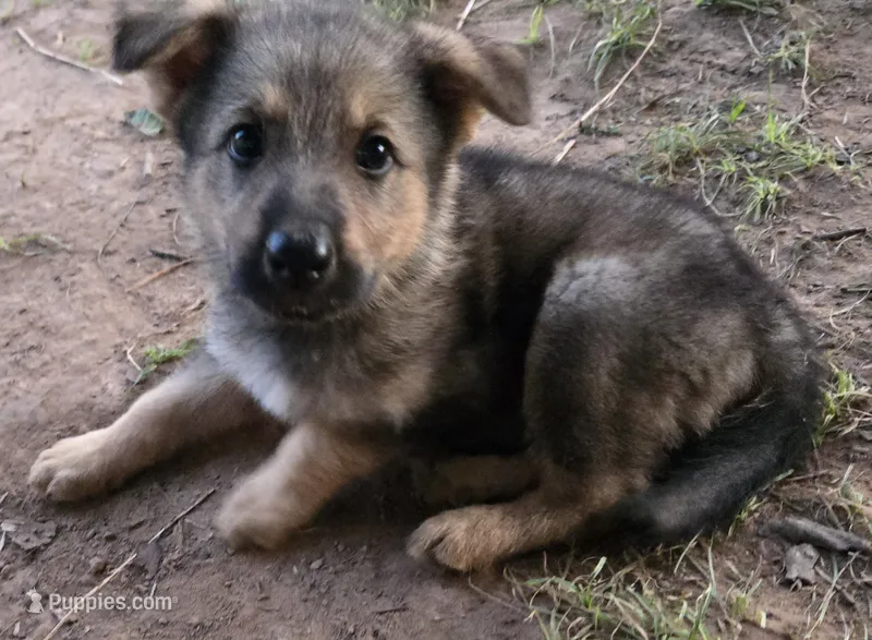 Sasha  – German Shepherd Dog puppy for sale in Morrilton, AR
