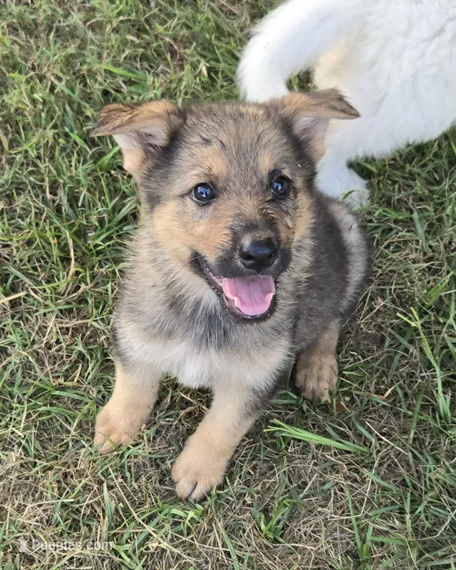 Sasha  – German Shepherd Dog puppy for sale in Morrilton, AR