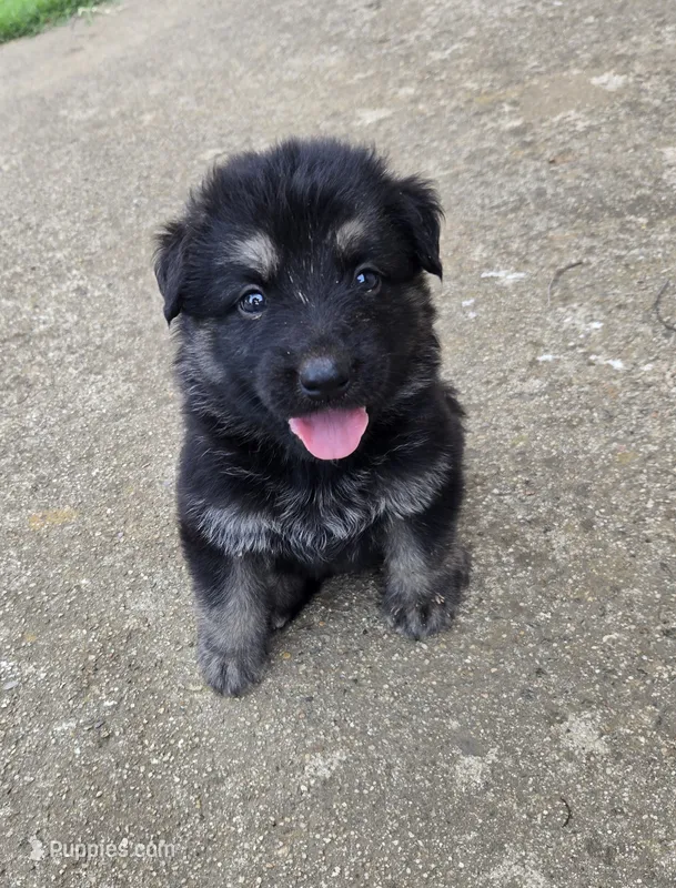 Missy – German Shepherd Dog puppy for sale in Morrilton, AR
