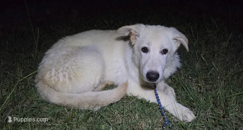 Fefe – German Shepherd Dog puppy for sale in Morrilton, AR