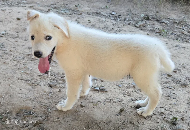 Bixy – German Shepherd Dog puppy for sale in Morrilton, AR