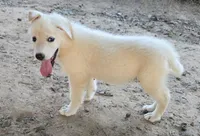 Bixy, a female German Shepherd Dog for sale in Morrilton, AR – 1 of 2