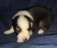 Gentleman, a male Toy Australian Shepherd for sale in Morrilton, AR – 3 of 4