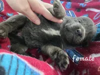 Sapphire , a female German Shepherd Dog for sale in Morrilton, AR – 3 of 3