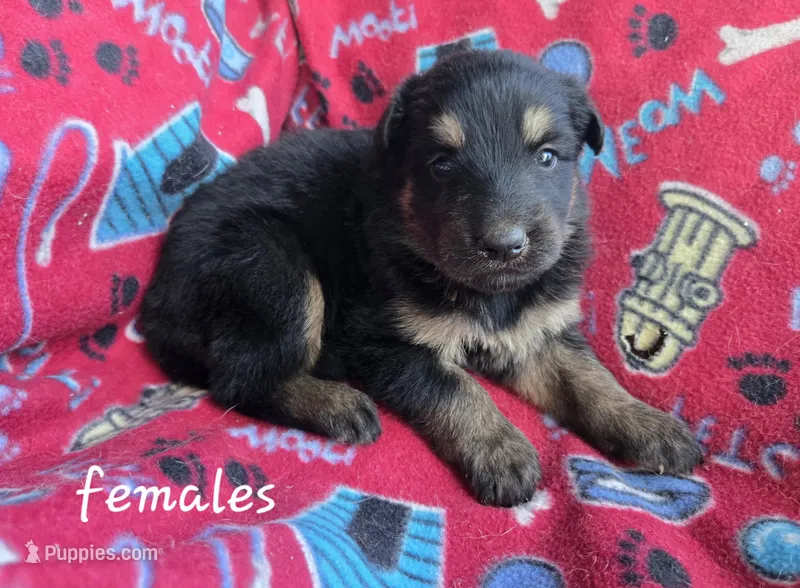 Pixy – German Shepherd Dog puppy for sale in Morrilton, AR